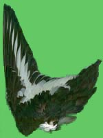 klicken -> groes Bild