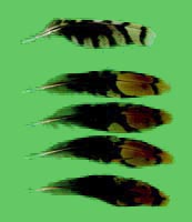 klicken -> gro�es Bild