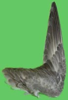 klicken -> gro�es Bild