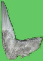 klicken -> gro�es Bild