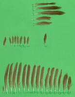 klicken -> gro�es Bild