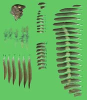 klicken -> groes Bild