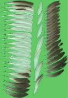 klicken -> groes Bild