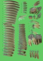 klicken -> gro�es Bild