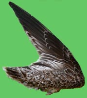 klicken -> gro�es Bild