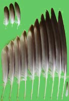 klicken -> gro�es Bild