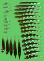 klicken -> gro�es Bild