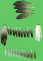 klicken -> gro�es Bild