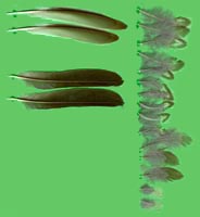 klicken -> groes Bild