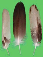 klicken -> gro�es Bild