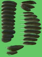 klicken -> groes Bild