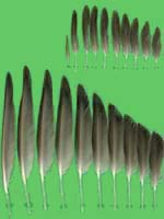 klicken -> groes Bild