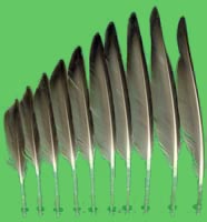 klicken -> groes Bild