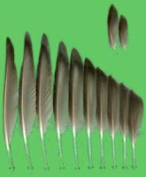 klicken -> groes Bild