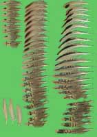 klicken -> gro�es Bild