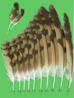 klicken -> groes Bild