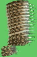 klicken -> groes Bild