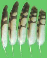 klicken -> groes Bild