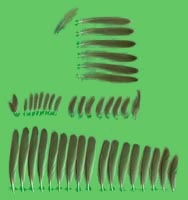 klicken -> groes Bild