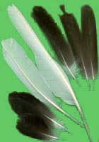 klicken -> groes Bild